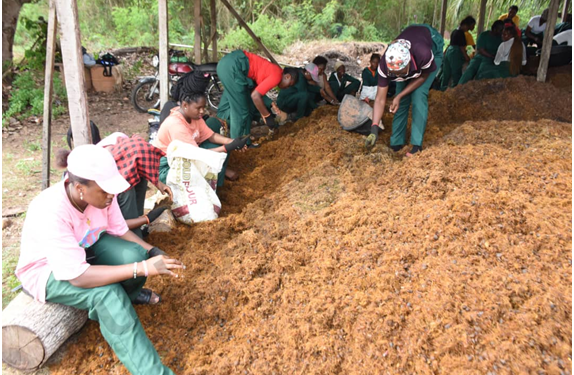 FUNAAB Celebrates Bumper Palm Fruit Harvest