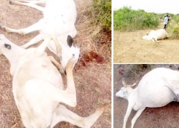 Gunmen kill herder, 50 cows in Plateau