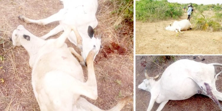 Gunmen kill herder, 50 cows in Plateau