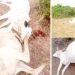 Gunmen kill herder, 50 cows in Plateau