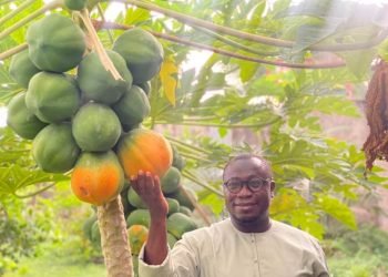 How to make N3 million from 100 Papaya in 8 months without investing any money