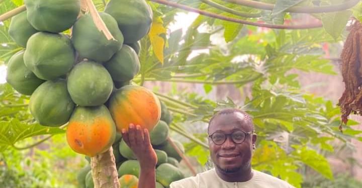 How to make N3 million from 100 Papaya in 8 months without investing any money 