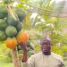 How to make N3 million from 100 Papaya in 8 months without investing any money 