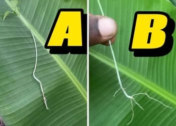 How to differentiate between male and female papaya seedlings