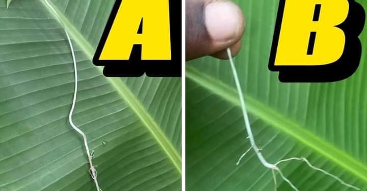 How to differentiate between male and female papaya seedlings 