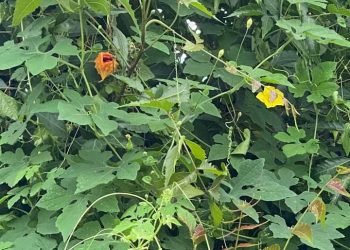 How Yoruba Man Told Me That He Uses This Plant to Treat Toilet Disease