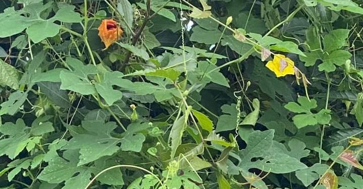 How Yoruba Man Told Me That He Uses This Plant to Treat Toilet Disease