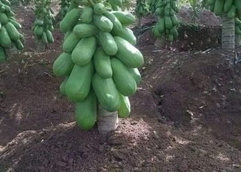 5 ways to increase profits in the agriculture business