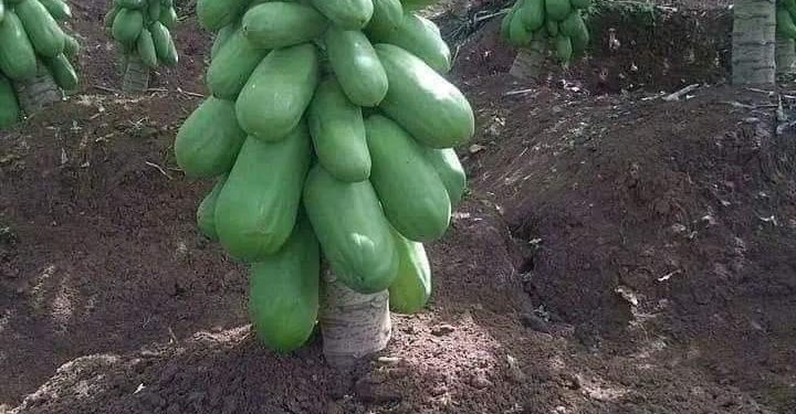 5 ways to increase profits in the agriculture business