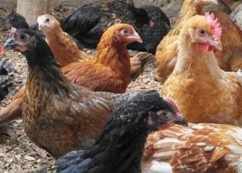 How you can become a millionaire from rearing local chicken