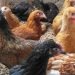 How you can become a millionaire from rearing local chicken