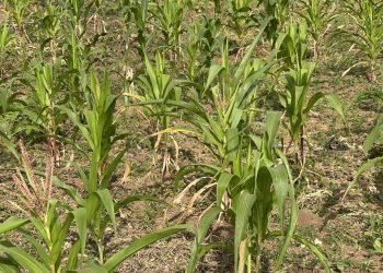Impending Drought in Southwest Nigeria and Looming Crisis for Food Security