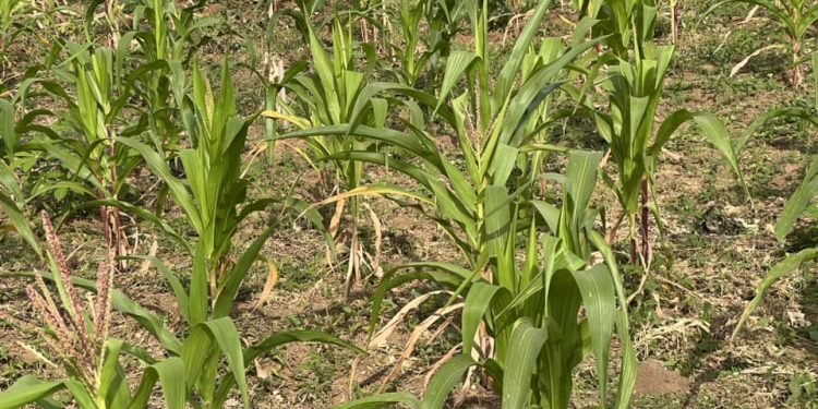 Impending Drought in Southwest Nigeria and Looming Crisis for Food Security