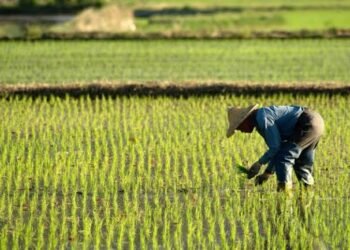 FG to empower 500,000 farmers